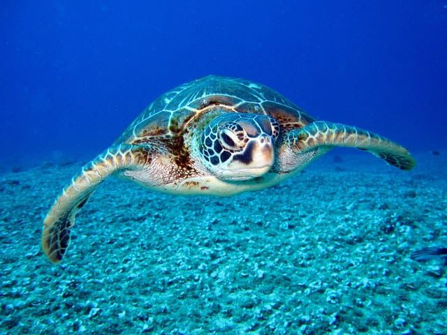 animal-aquatic-marine-life