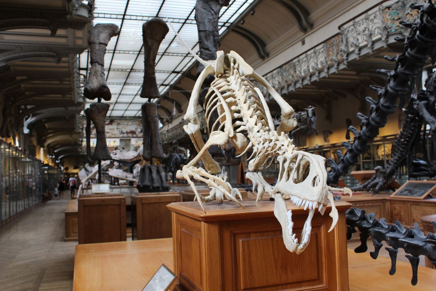 Dinosaur bones in museum_picture by Adam-Mathieu