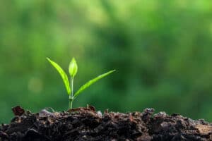 young plant sprouting from the ground