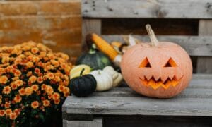 pumpkin on a bench with orange mum